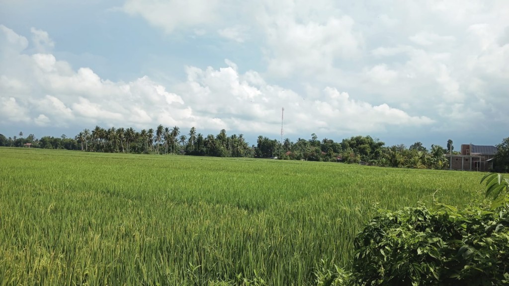 SAWAH DESA ULEE TUTUE